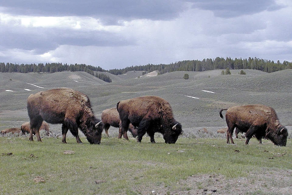 Wild cattle bovine