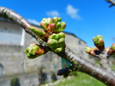 Cherry buds spring garden