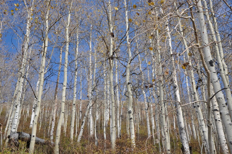 Yellow nature trees