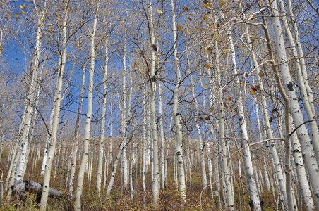 Yellow nature trees photo