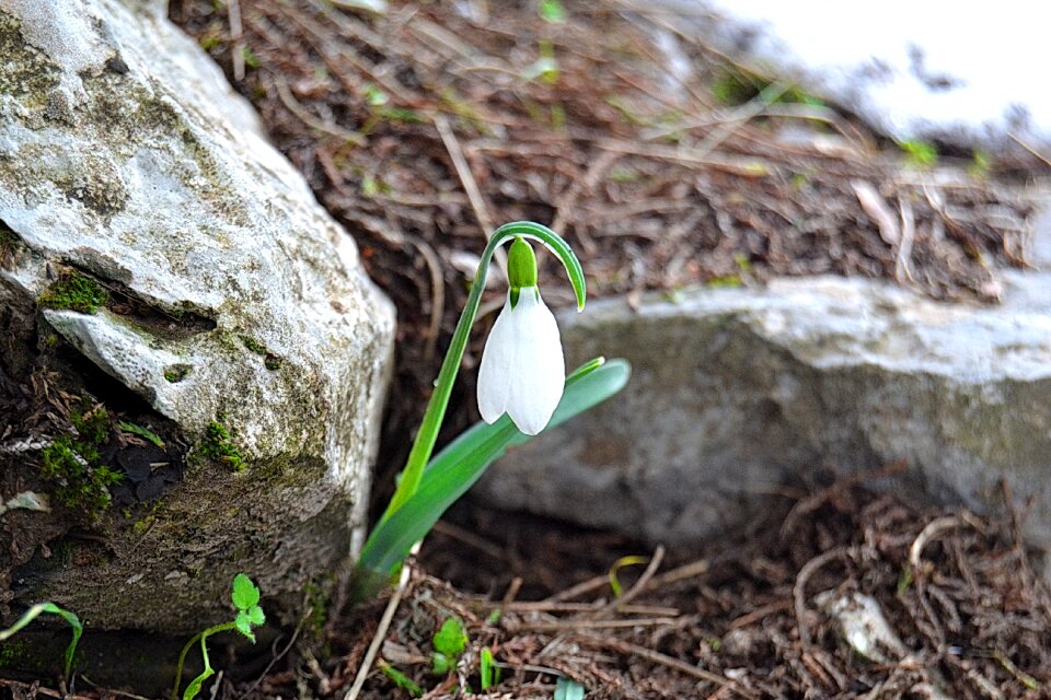 Snowdrop flower flowers