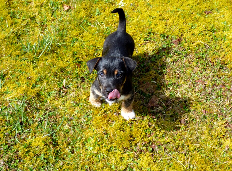 Puppy jack russell garden