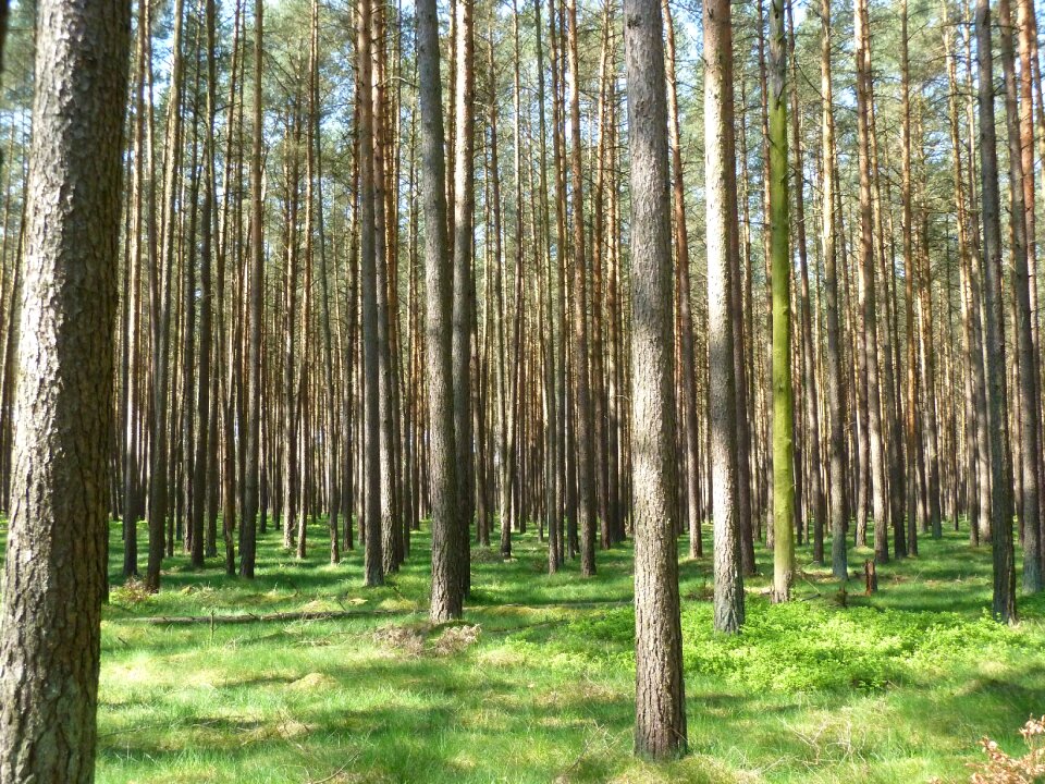 Baustamm fairy tale forest log