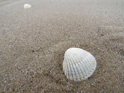 Beach seashell excerpt of the beach photo