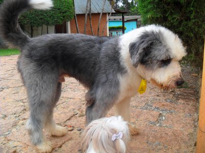 Dog race animals