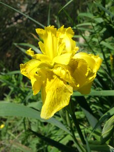 Iris yellow flower photo
