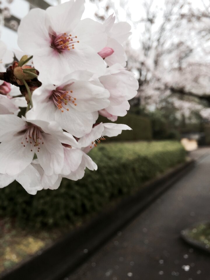 Cherry blossom white nature