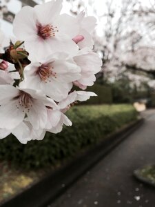 Cherry blossom white nature photo