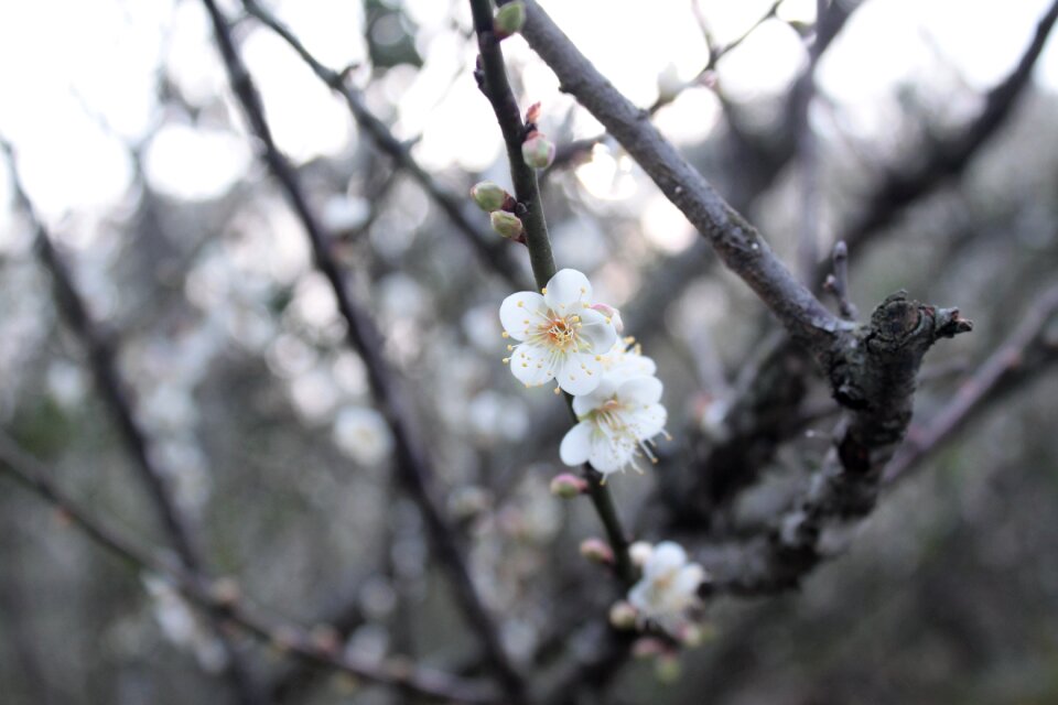 Plum blossom beautiful romantic