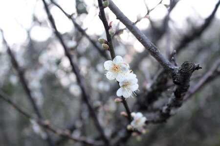 Plum blossom beautiful romantic