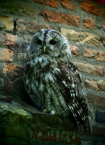 Feathers wall gray