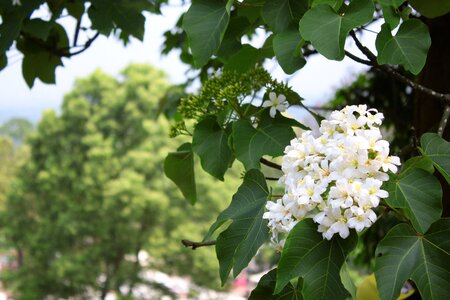 Tung flowers forest landscape