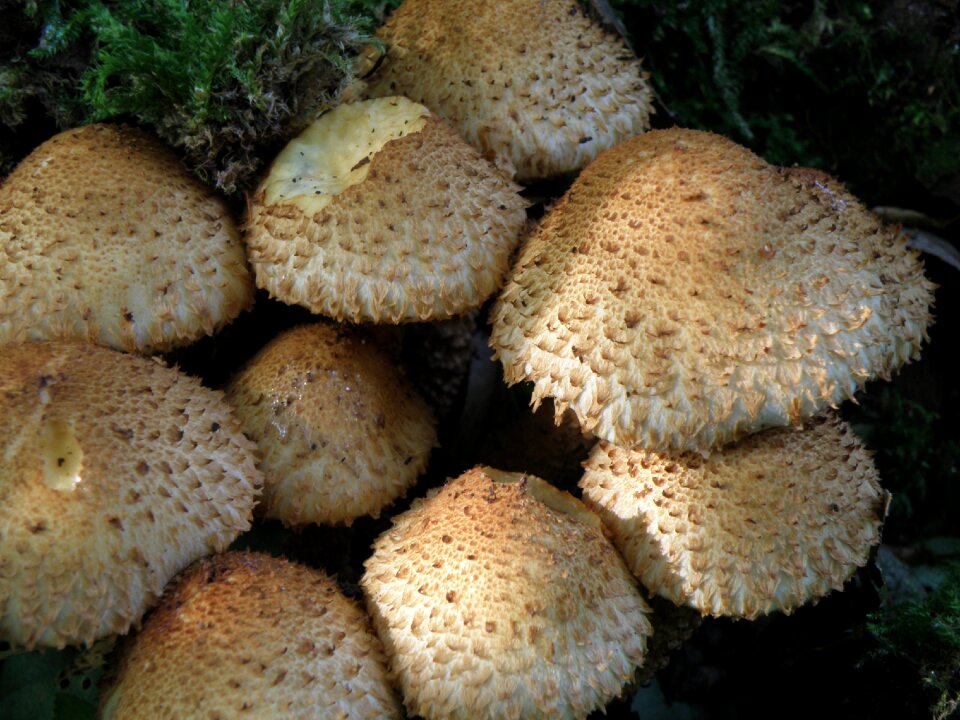 Hats fungus fruiting bodies