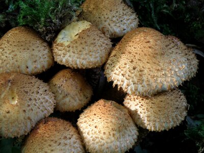 Hats fungus fruiting bodies