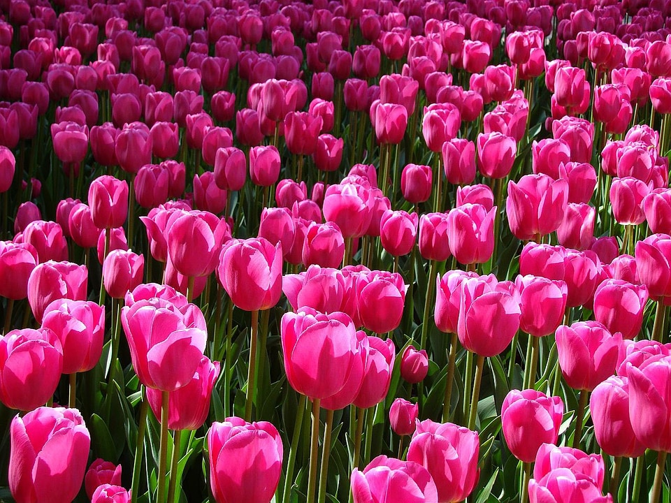 Flowers blossoms blooming
