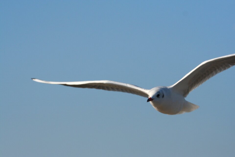 Coast wing bird flight