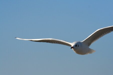 Coast wing bird flight