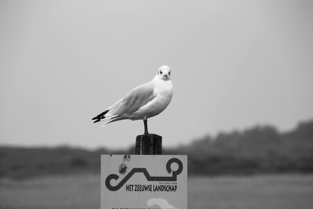 Beach bird water
