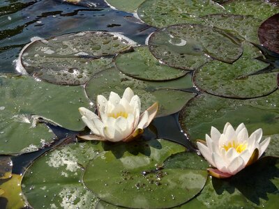 Lily lilies green photo