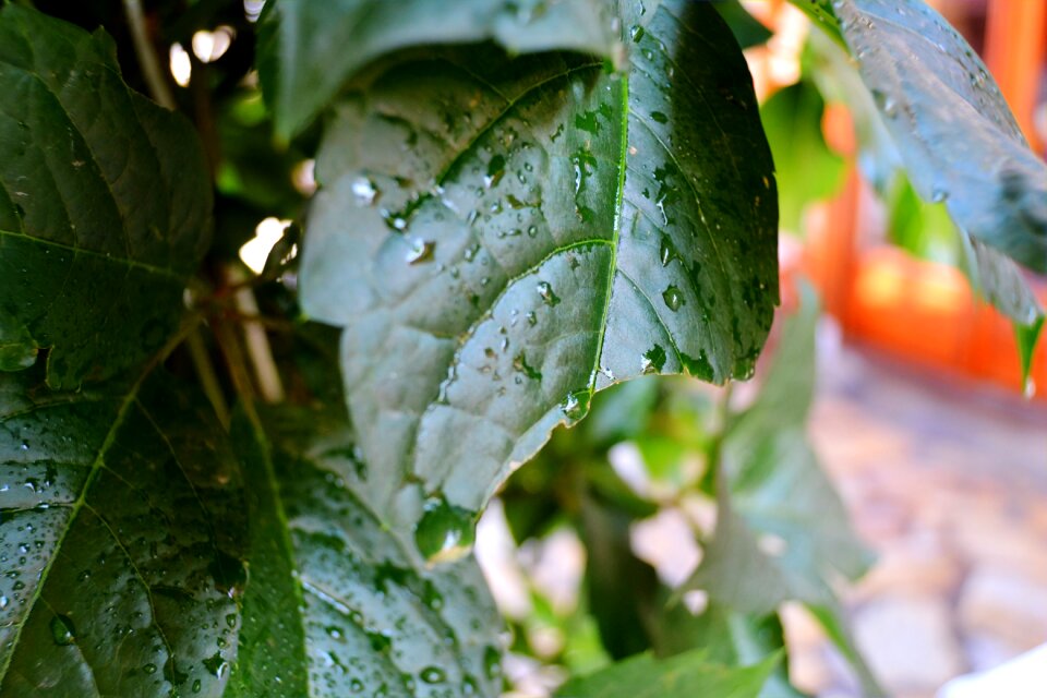 Leaves green broken