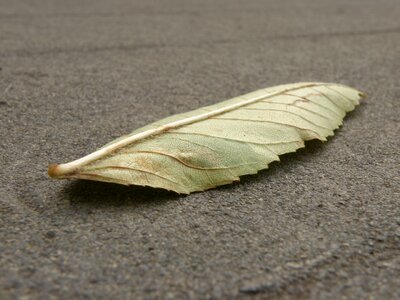 Detail colored ash