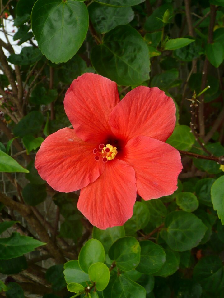 Petal tropical blooming