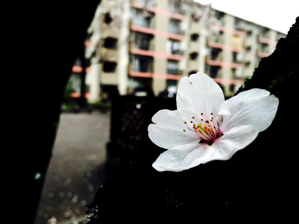 Cherry blossom white spring