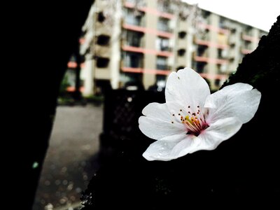 Cherry blossom white spring