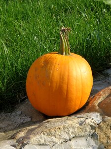 Orange autumn halloween