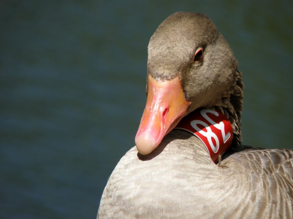 Detail bird beak