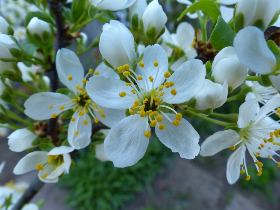 Cherry blossom close sour cherry