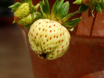 Strawberry fruit nature