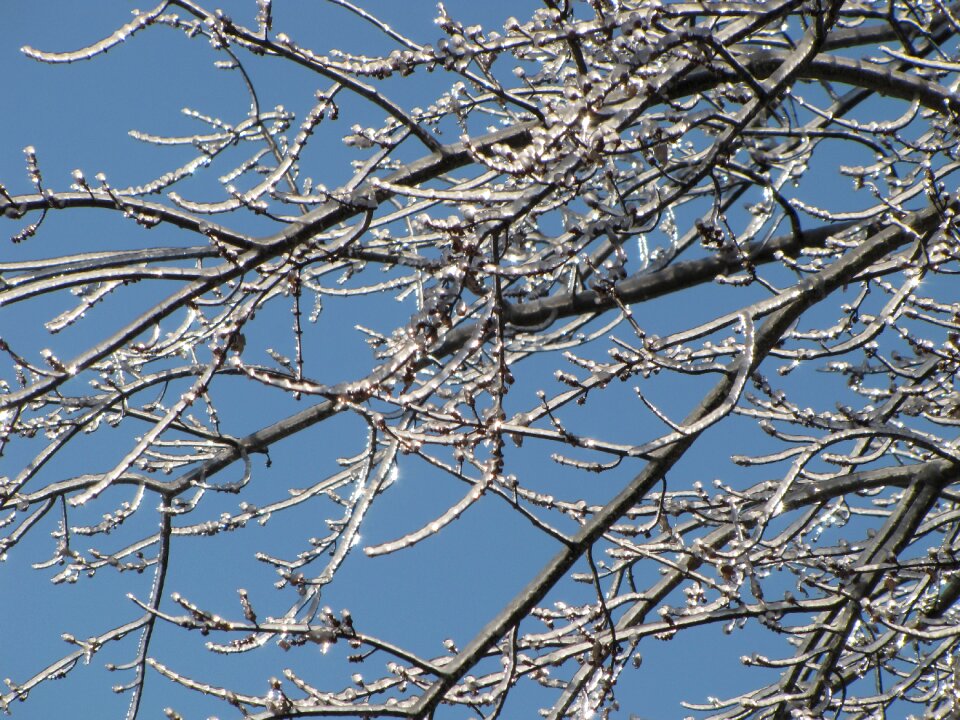 Tree ice