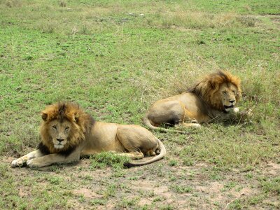Lion brothers kenya photo