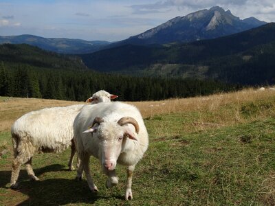 Sheep ram mountains