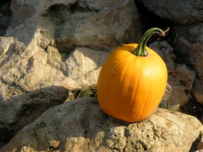 Orange autumn halloween