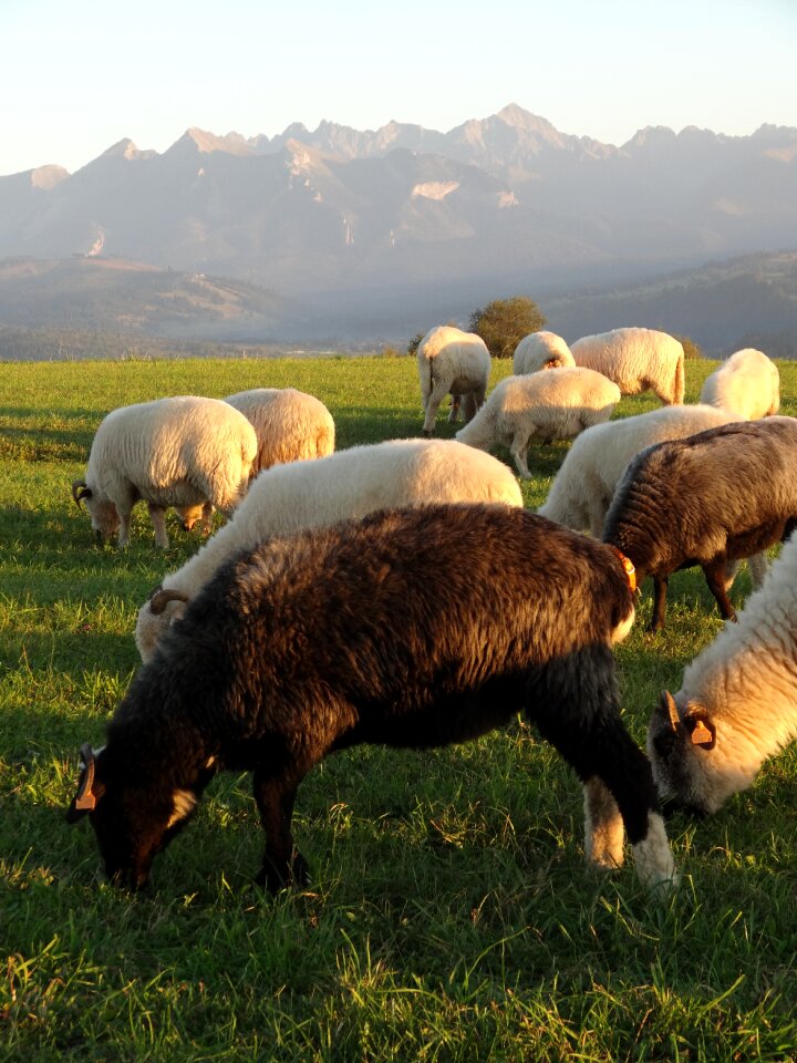 Sheep black sheep mountains