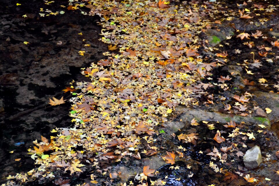 Dry the leaves are dd