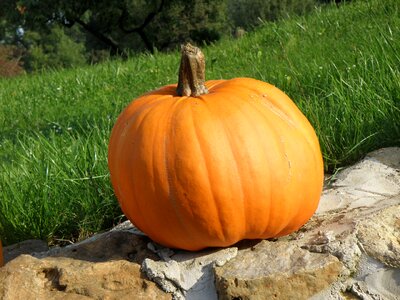 Orange autumn halloween