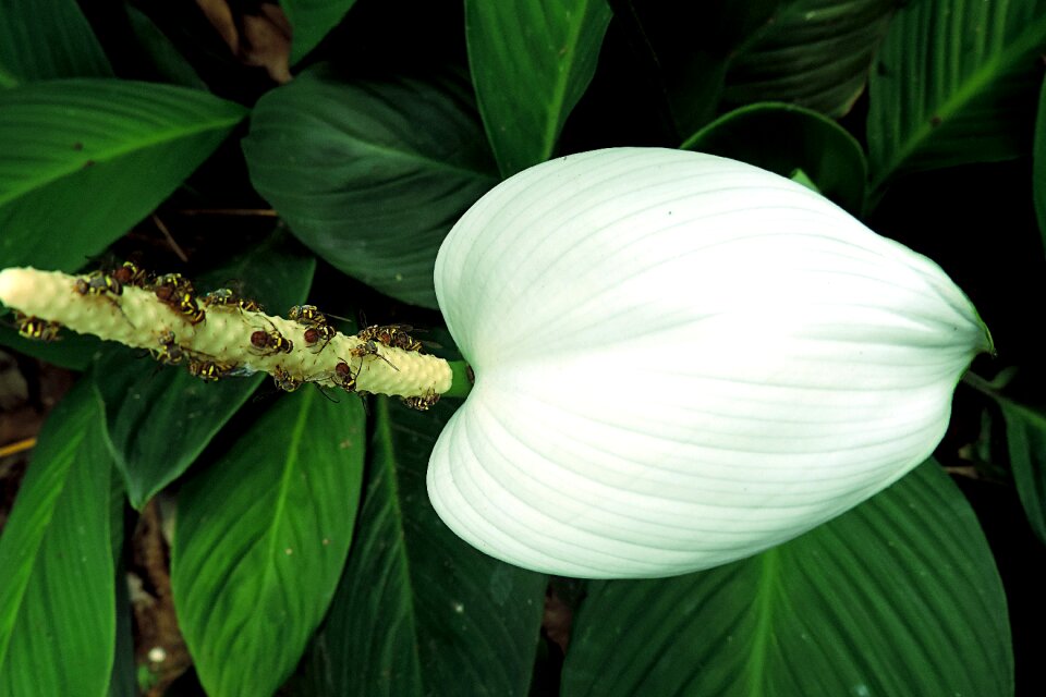 White nature