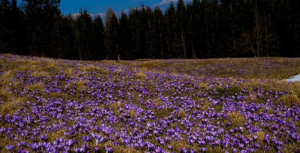 Meadow spring mountains photo