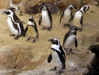 Africa cape fauna