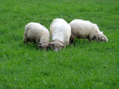 Sheep pasture land rumination photo