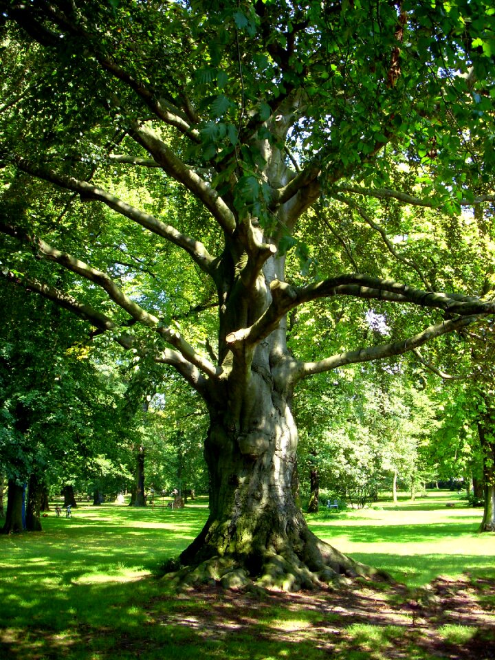 Castle park nature deciduous trees