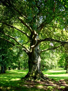 Castle park nature deciduous trees