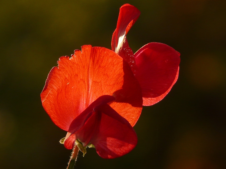Faboideae legume red