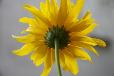Flowers nature sunflower photo