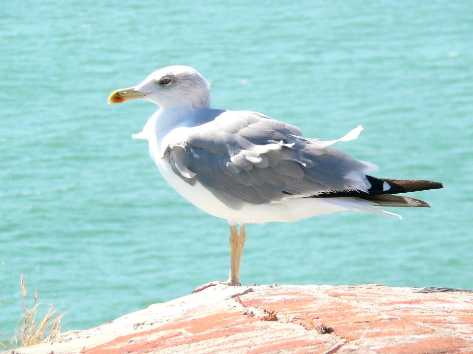 Sea animal animals