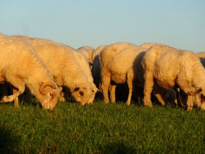 Sheep ram pasture land photo