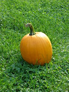 Orange autumn halloween